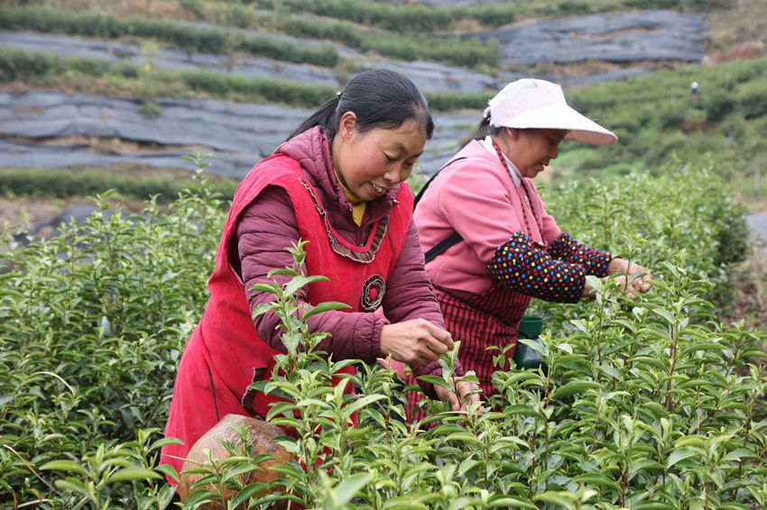茶农们正在采摘茶叶。 马发海摄