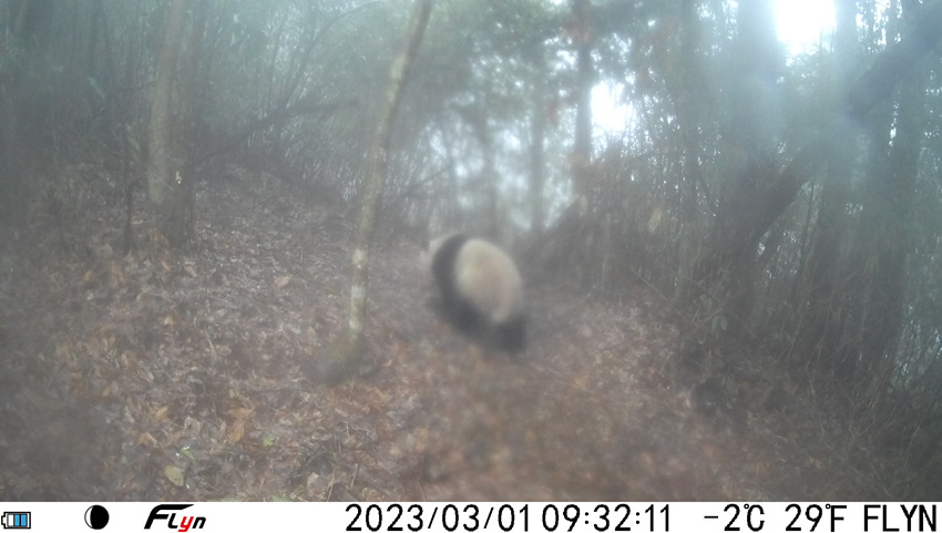 2023年3月1日上午，红外相机拍摄到野生大熊猫外出活动。大熊猫国家公园眉山管理分局供图