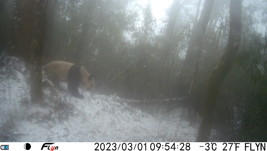 2023年3月1日上午，红外相机拍摄到野生大熊猫在树干上擦屁股。大熊猫国家公园眉山管理分局供图