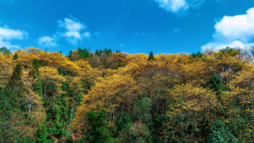 开满枝头的檫木花，簇簇金黄春色浓。宣汉县融媒体中心供图