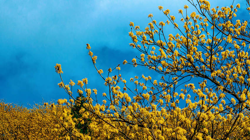 开满枝头的檫木花，簇簇金黄春色浓。宣汉县融媒体中心供图