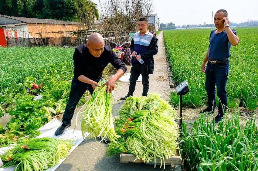 通過科技賦能，當地蒜薹產業實現了全產業鏈發展。溫江區農業農村局供圖