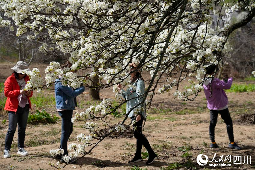 游客在花丛中打卡。丹巴县融媒体中心供图