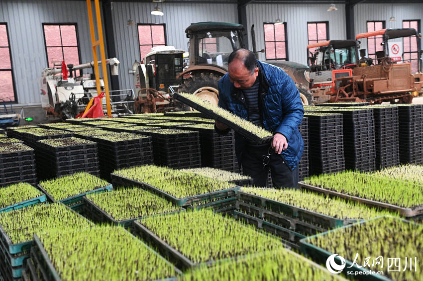 农技专家查看早稻秧盘发芽情况。黄正华摄