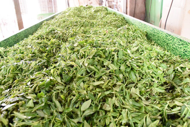 茶叶。蒋兵供图