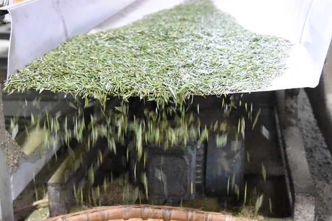 加工茶叶。蒋兵供图