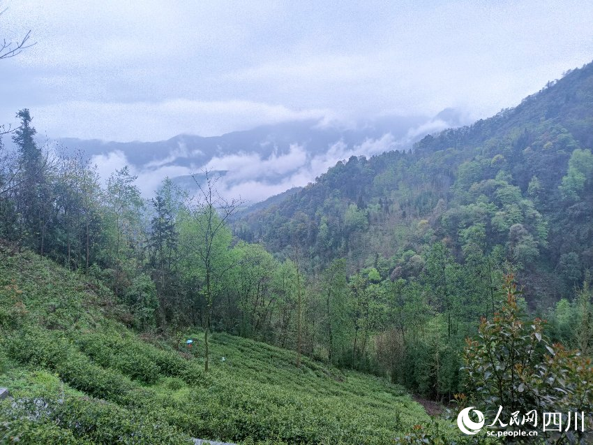 云雾缭绕中的茶山。吴舒婷摄