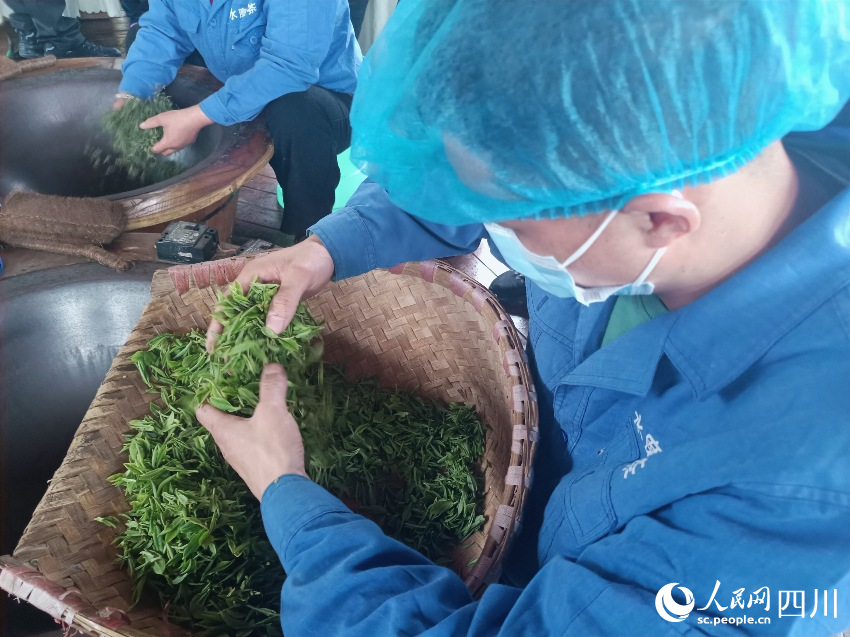 制茶师正在对新鲜茶叶进行预处理。吴舒婷摄