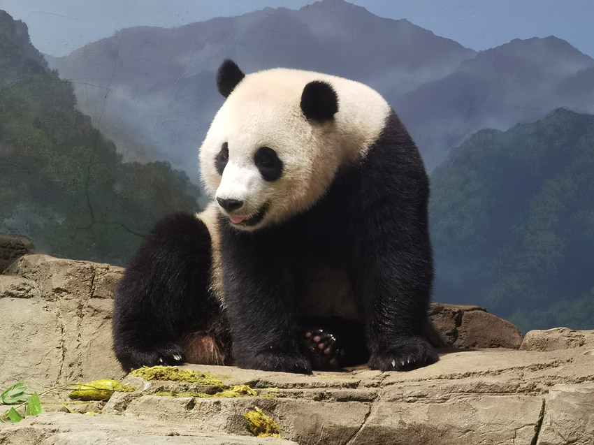 大熊貓“小奇跡”。中國大熊貓保護研究中心供圖