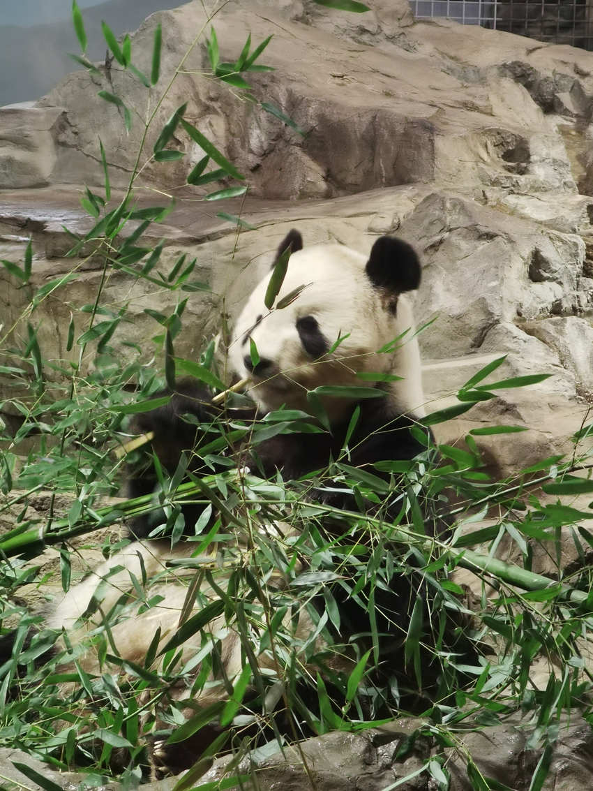 正在吃竹子的大熊貓“添添”。中國大熊貓保護研究中心供圖
