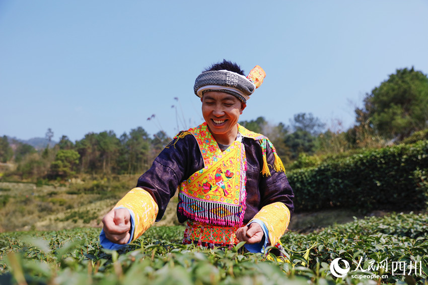 身着传统服饰的苗家阿哥阿妹在采摘春茶。刘媛摄