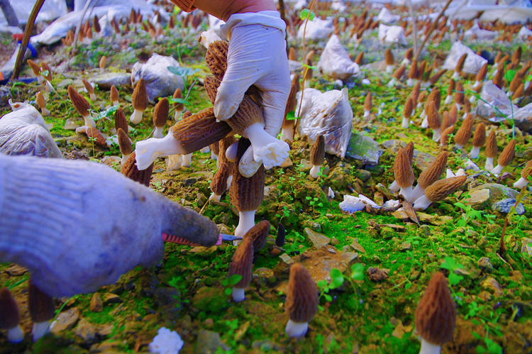 农户正在采摘羊肚菌。利州区委组织部供图