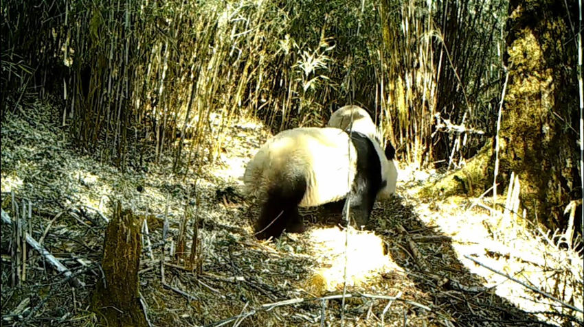 野生大熊猫出双入对 疑似“耍朋友”。视频截图