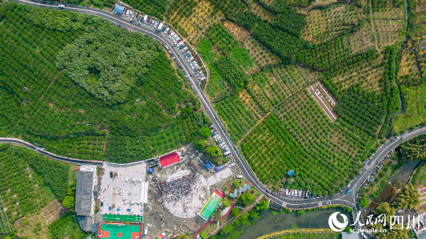 航拍黄丰镇万亩香橘海。翁光建摄