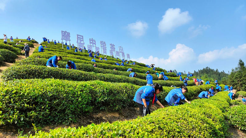 摩尼中学茶山劳动实践课。叙永县教育和体育局供图