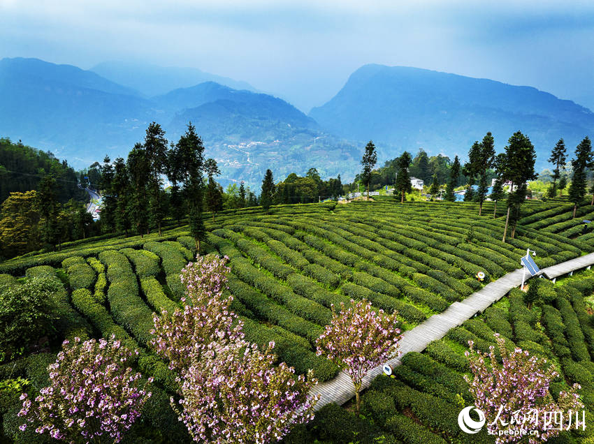 “中國彝茶之鄉”春景如畫。何為攝
