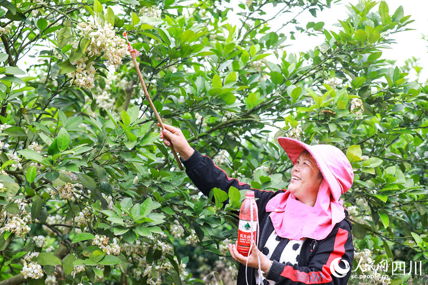 柚农们抢抓时节忙着给真龙柚授粉。李贵平摄