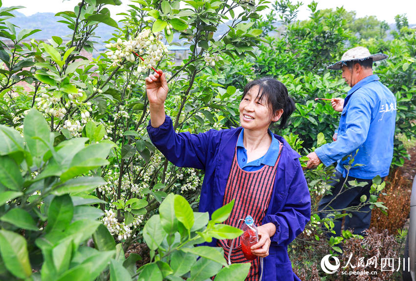 柚农们抢抓时节忙着给真龙柚授粉。李贵平摄