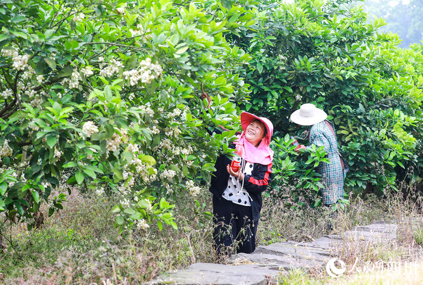 柚农们抢抓时节忙着给真龙柚授粉。李贵平摄