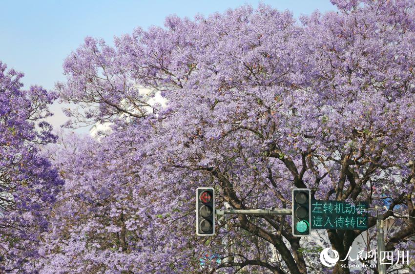 蓝花楹竞相盛放。文雅摄