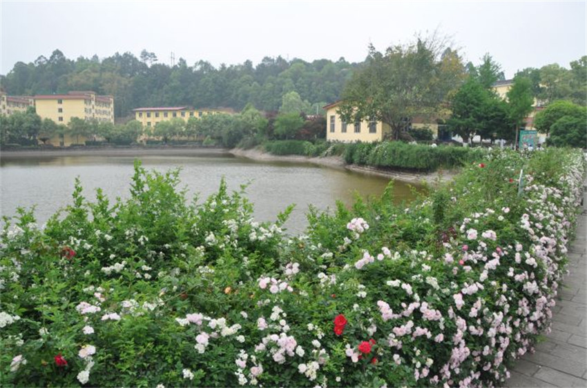 校园内沫若湖畔姹紫嫣红的“蔷薇花”。主办方供图