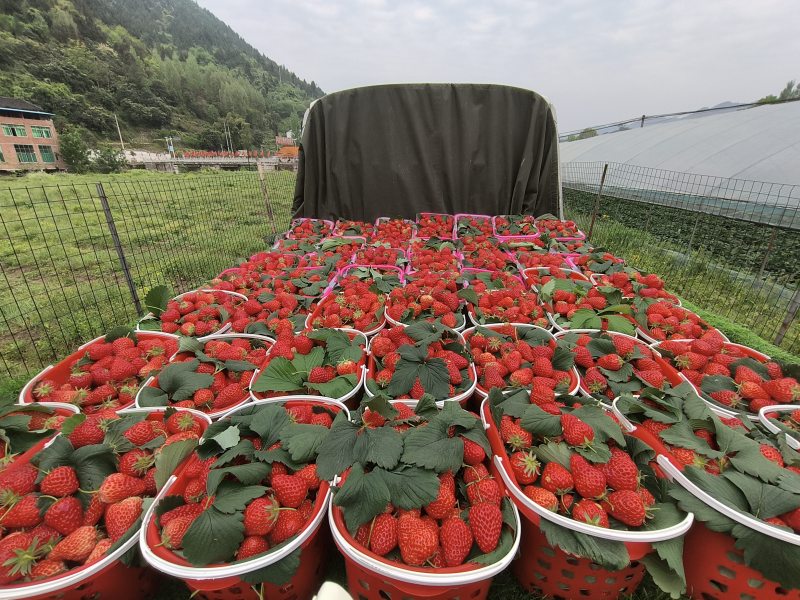 装车远销。宣汉县委宣传部供图
