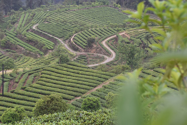 雲梯般的茶園。蔣兵供圖