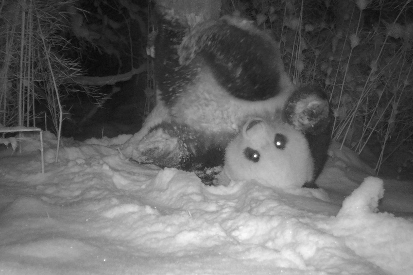 野生大熊猫雪地中倒立用陷阱毛刷挠屁股痒痒。绵阳市委宣传部供图