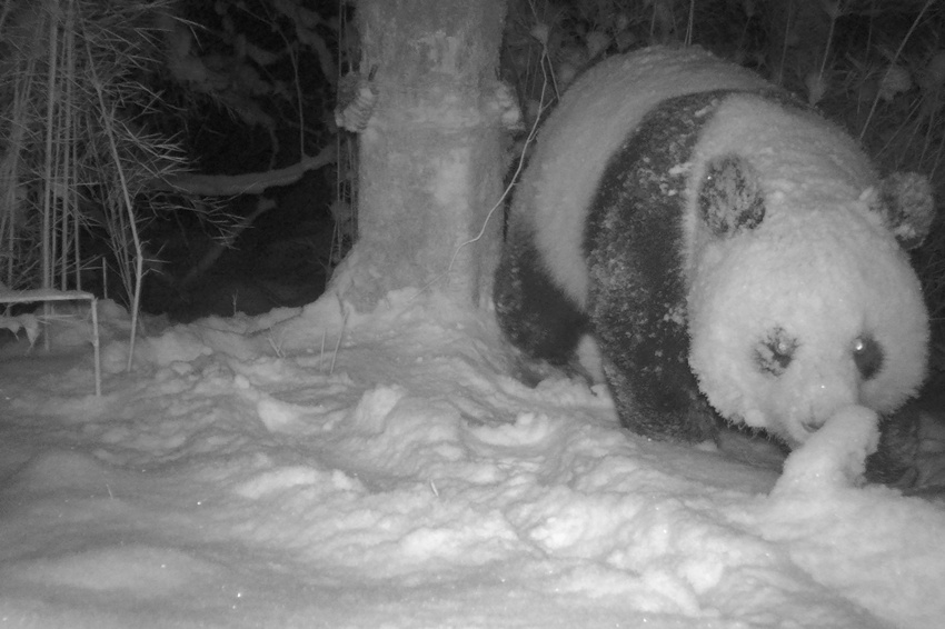 野生大熊猫试探、拆除毛发陷阱。绵阳市委宣传部供图