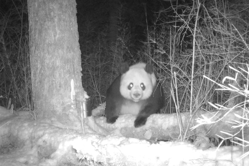 野生大熊猫试探、拆除毛发陷阱。绵阳市委宣传部供图