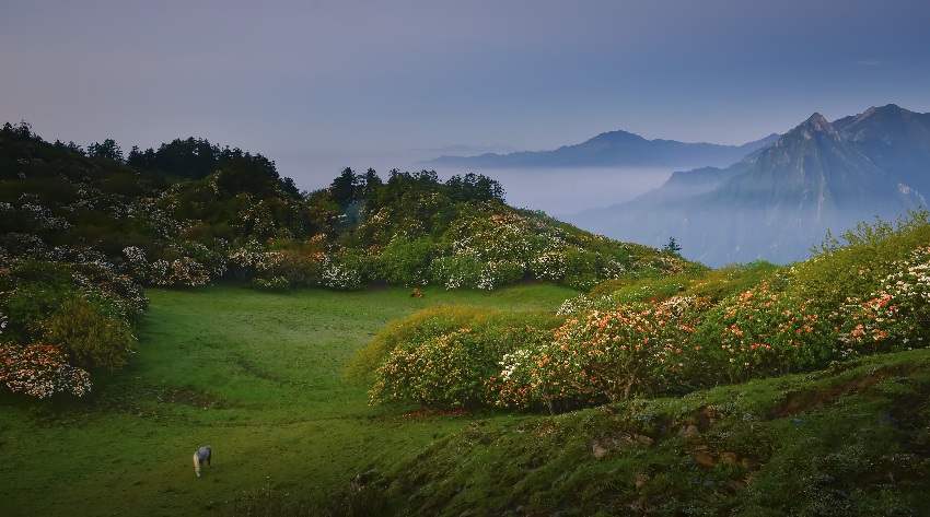 磨子坪高山杜鹃，正值花期。绵阳市文广旅局供图