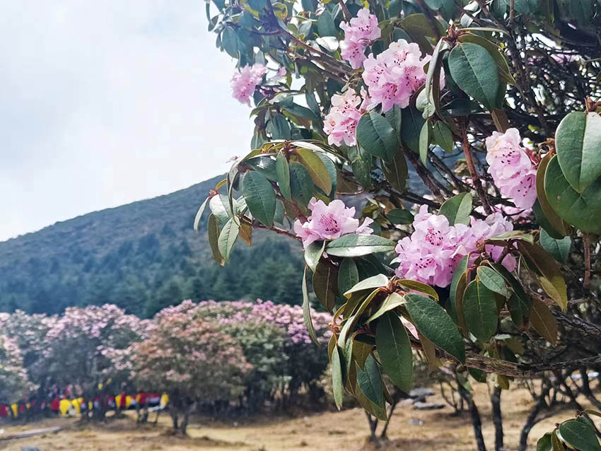 漫山遍野的索玛花。吴舒婷摄