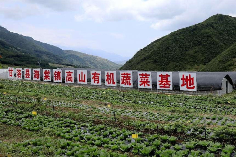 高山有機蔬菜基地。綿竹市委宣傳部供圖