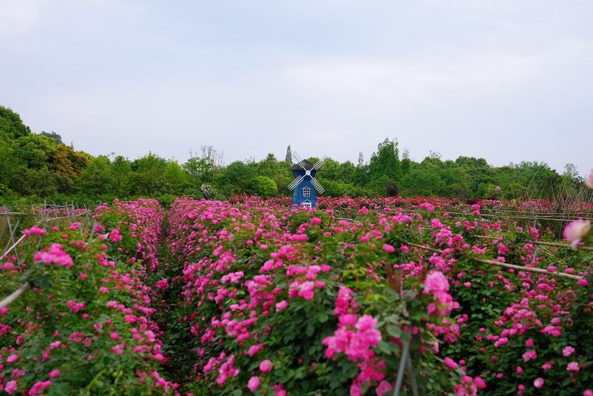 图为弄花里。温江区委宣传部供图