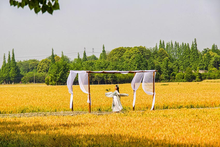 麦田打卡。双流区委宣传部供图