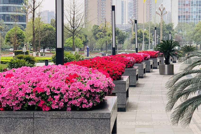 盛開的杜鵑花。高新區生態環境城管局供圖