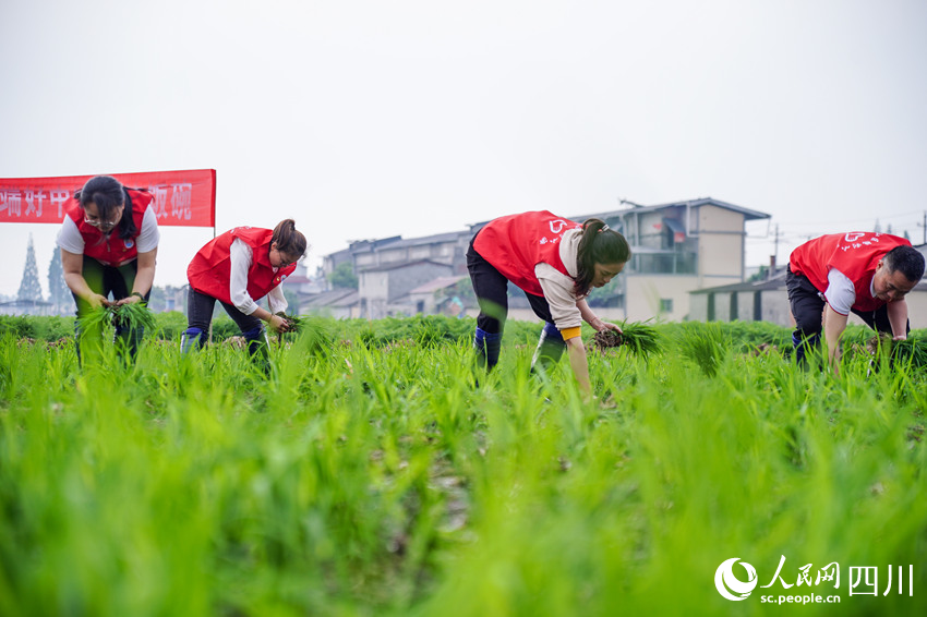 该区党员教师志愿者带领小学生们在田间地头挥洒汗水，体验农耕劳作的意义。翁光建摄