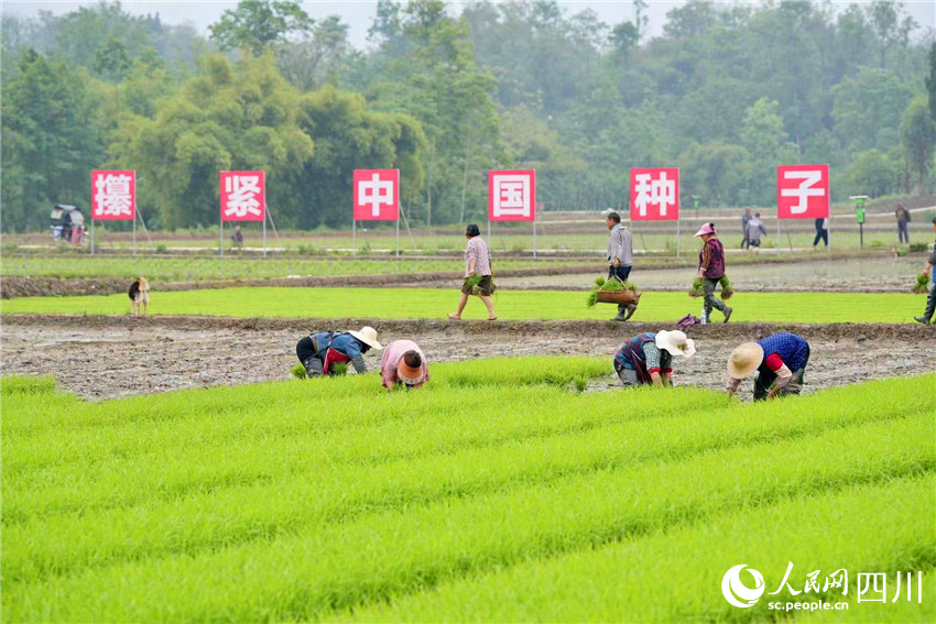 水稻制種父本採用人工栽插。李相芬攝