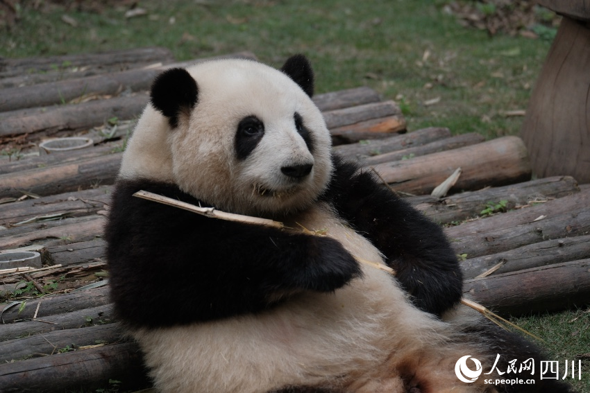 大熊猫花花正在吃竹子。成都大熊猫繁育研究基地供图