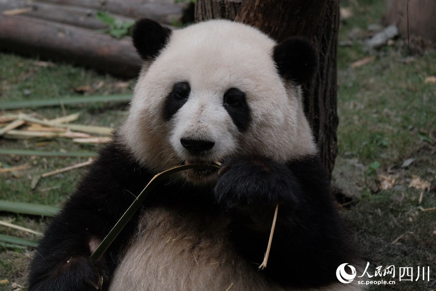 大熊猫“花花”正在吃竹子。成都大熊猫繁育研究基地供图