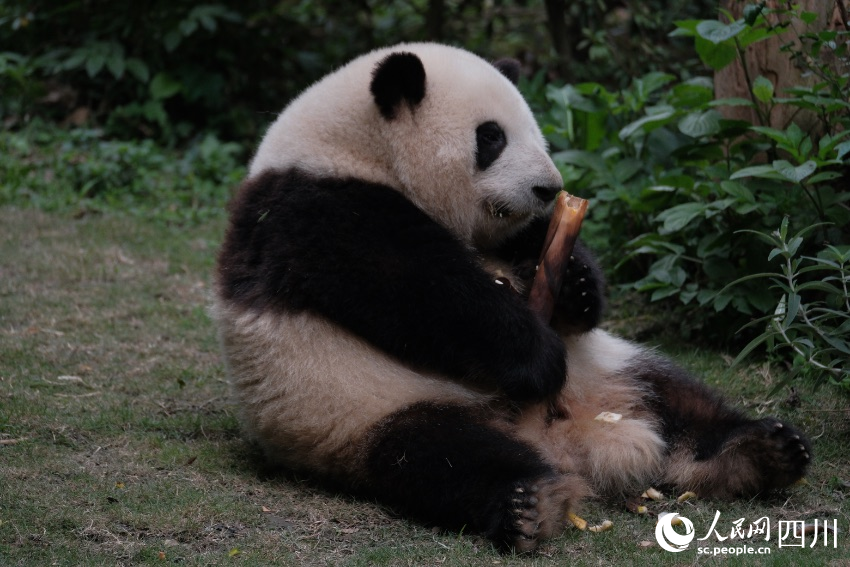 大熊猫“花花”正在吃竹子。成都大熊猫繁育研究基地供图