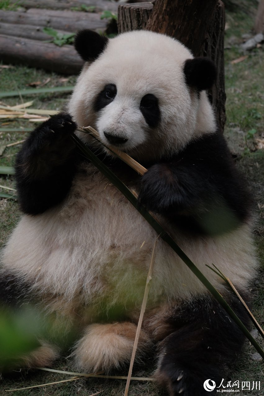 大熊猫“花花”被粉丝称其拥有“360度无死角的美颜”。成都大熊猫繁育研究基地供图4
