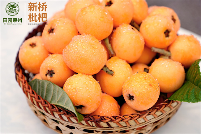 新桥枇杷。主办方供图