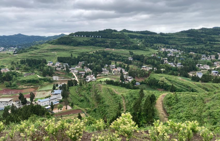 好醫生鄉村振興金銀花現代農業產業園區。好醫生集團供圖