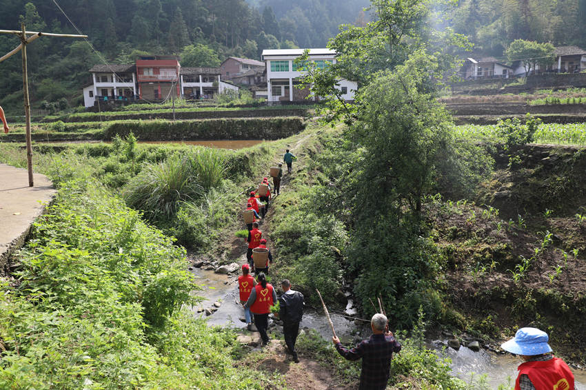 志願者在田間地頭助農搶栽。宣漢縣委宣傳部供圖