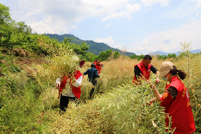 志願者正在幫助群眾搶收油菜。宣漢縣委宣傳部供圖