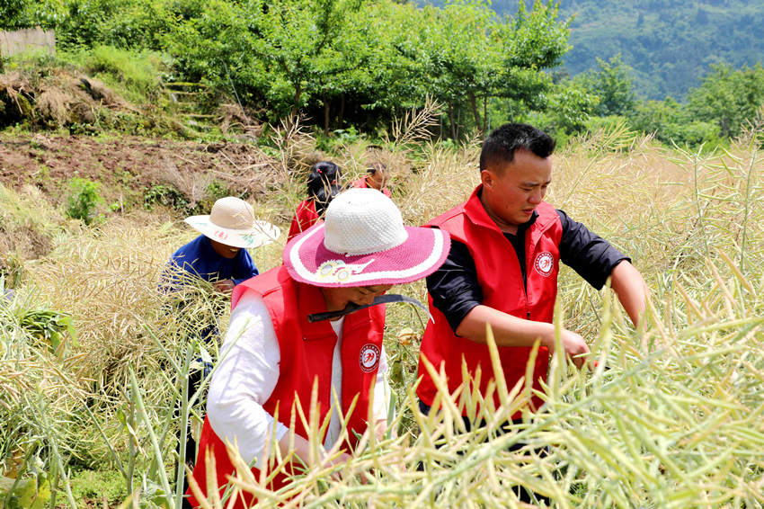 志願者正在幫助群眾搶收油菜。宣漢縣委宣傳部供圖