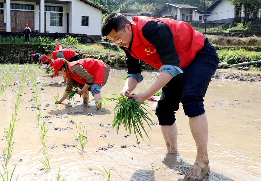 志願者正在田裡插秧。宣漢縣委宣傳部供圖