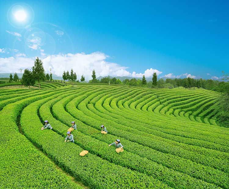 茶农茶园采茶一角。广元日报社供图