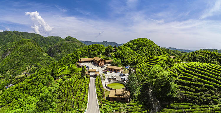 蒿溪——仙雾茶海。广元日报社供图